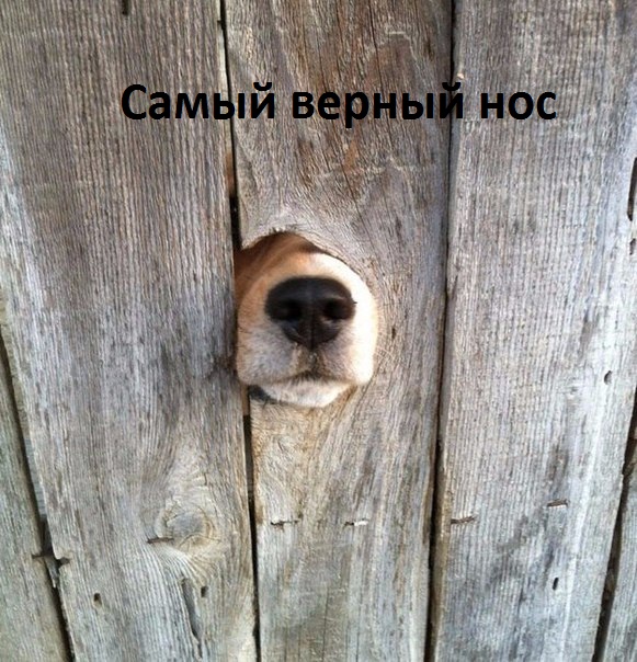 Самый верный нос.