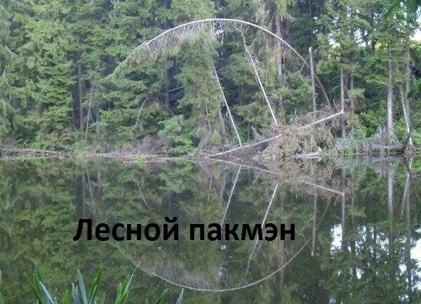 Лесной пакмэн.