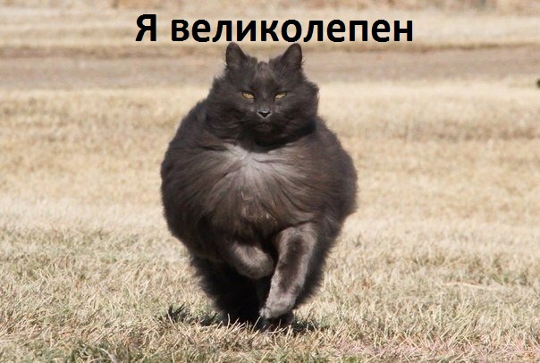 Картинки с надписями Я великолепен