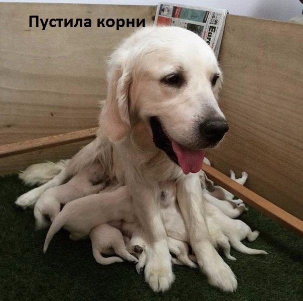 Картинки с надписями Пустила корни