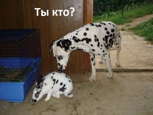 Картинки с надписями Ты кто