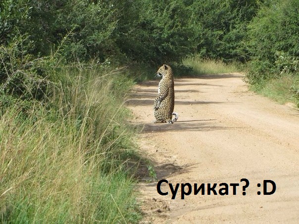 Картинки с надписями Мега сурикат