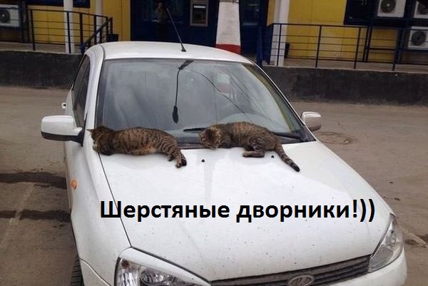 Картинки с надписями Кото-дворники