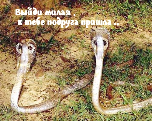 ,   !.