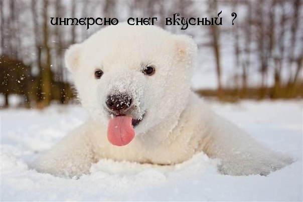 Картинки с надписями интересно снег вкусный ?