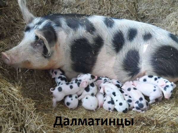 Картинки с надписями Далмасвинцы