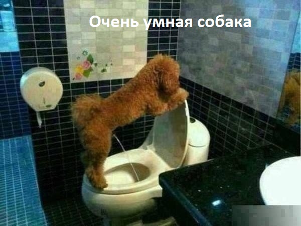 Картинки с надписями Очень умная собака