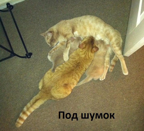 Картинки с надписями Под шумок