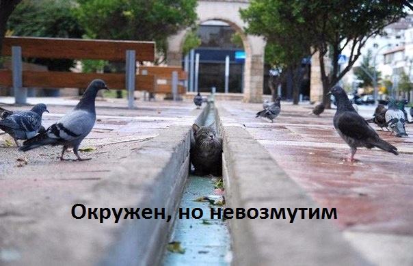Картинки с надписями Окружен, но невозмутим