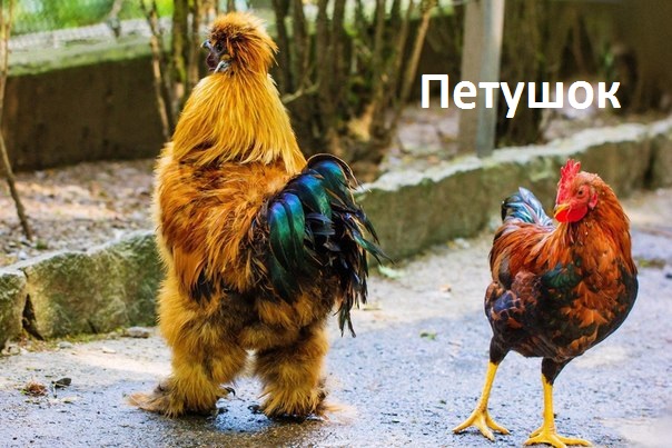 Картинки с надписями Петушок