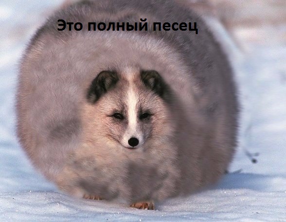 Картинки с надписями Это полный песец