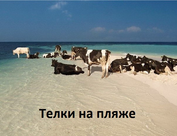 Картинки с надписями Телки на пляже