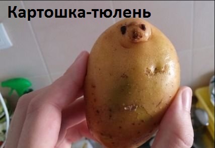 Картинки с надписями Картошка-тюлень