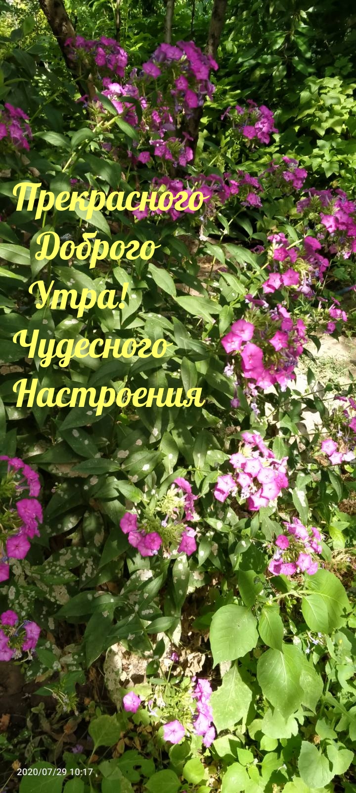 Прекрасного Доброго Утра! Чудесного Настроения.