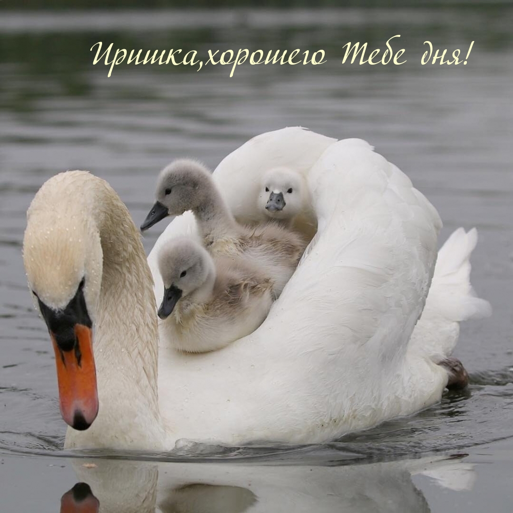 Иришка,хорошего Тебе дня!