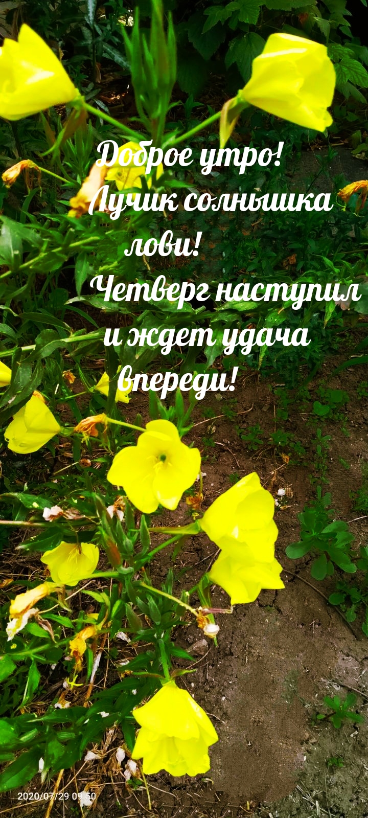 Лучик солнышка лови! Четверг наступил и ждет удача впереди! .