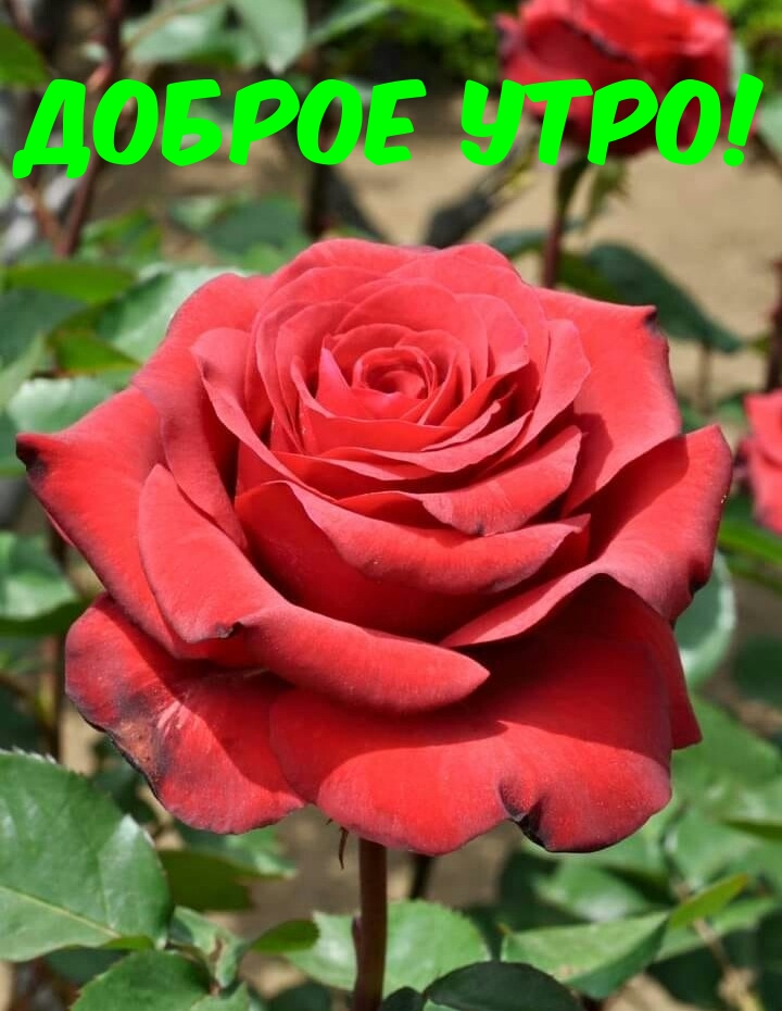 Доброе утро!.