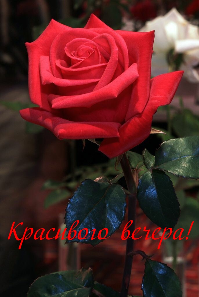 Красивого вечера!.