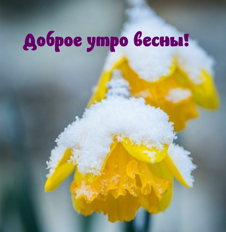 Доброе утро весны!