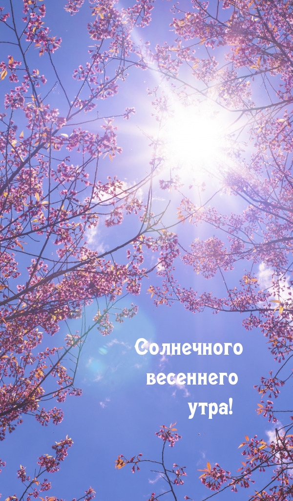 Солнечного весеннего утра!.