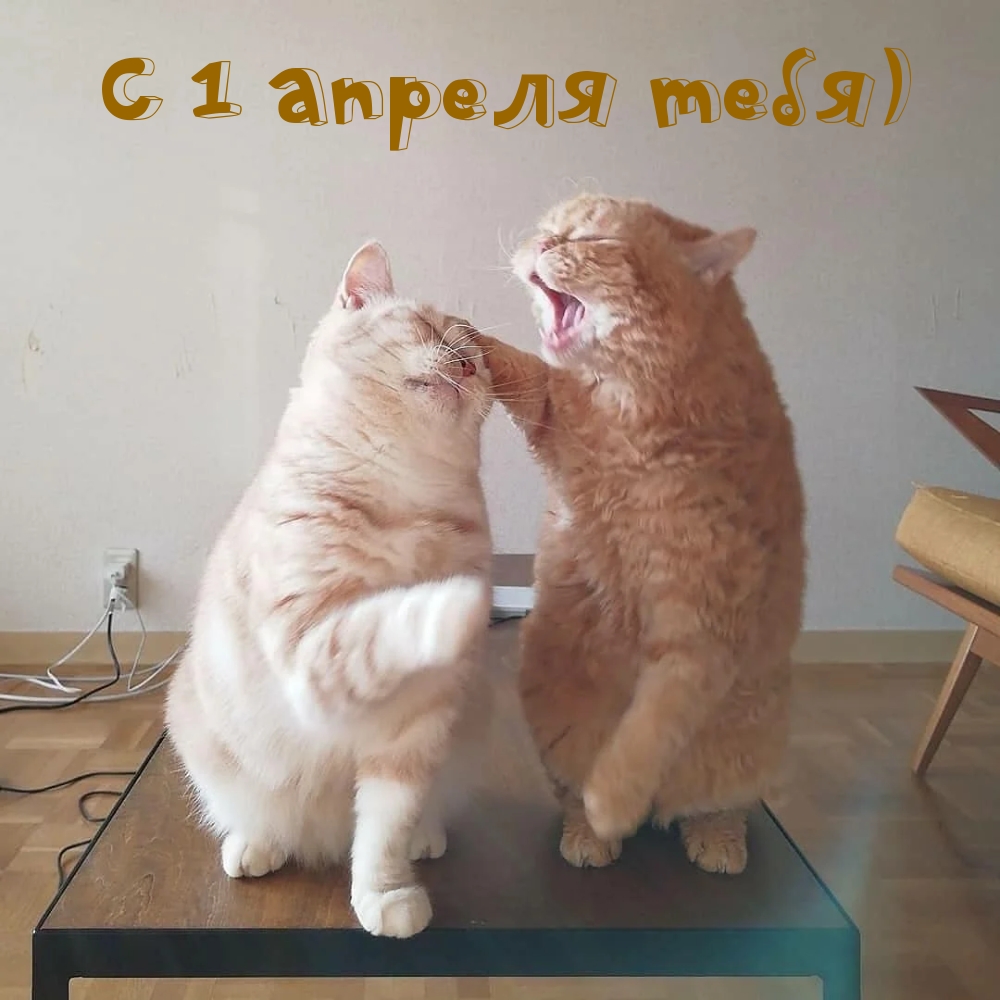   :  1  )