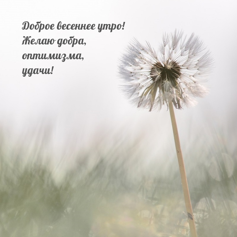 Доброе весеннее утро! Желаю добра, оптимизма, удачи!