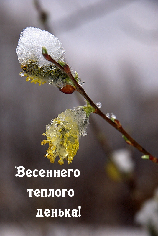 Весеннего теплого денька!.