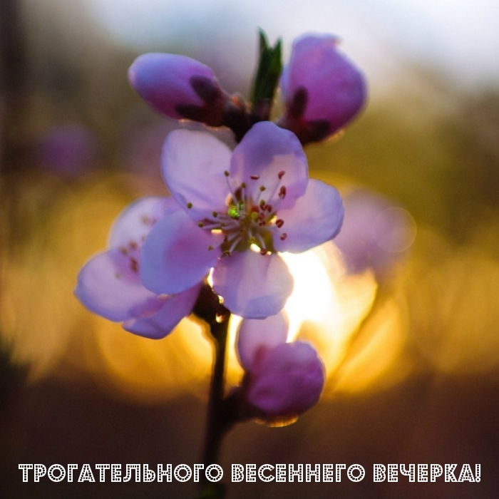 Трогательного весеннего вечерка!.