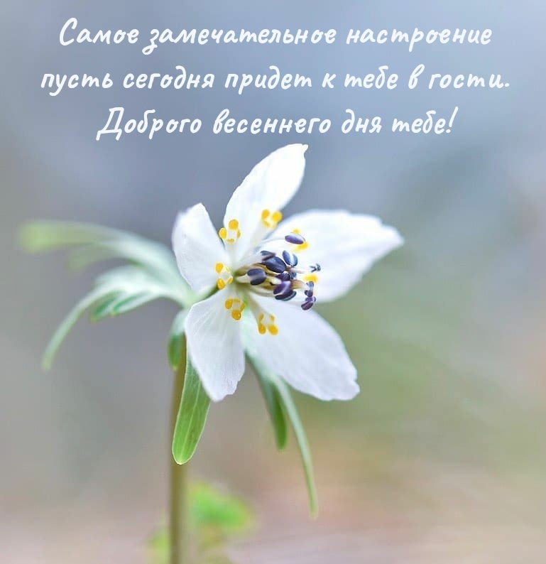 Доброго весеннего дня!