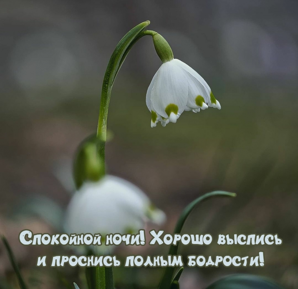 Спокойной ночи! Хорошо выспись и проснись полным бодрости!