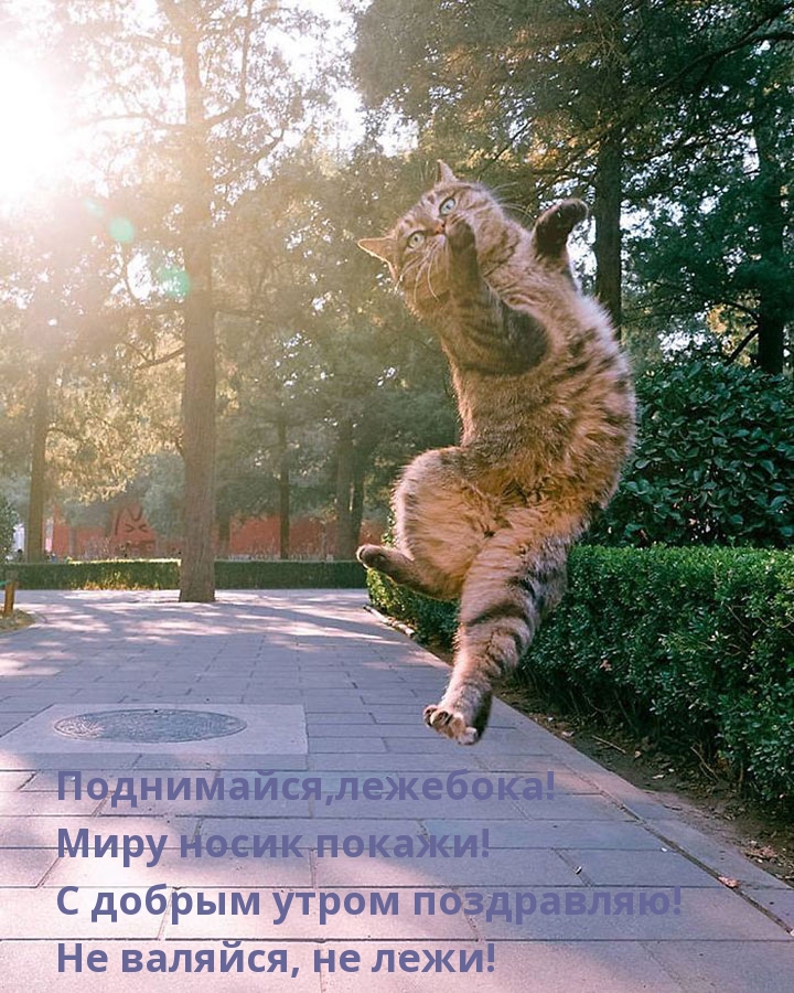 Поднимайся, лежебока! С добрым утром поздравляю!.