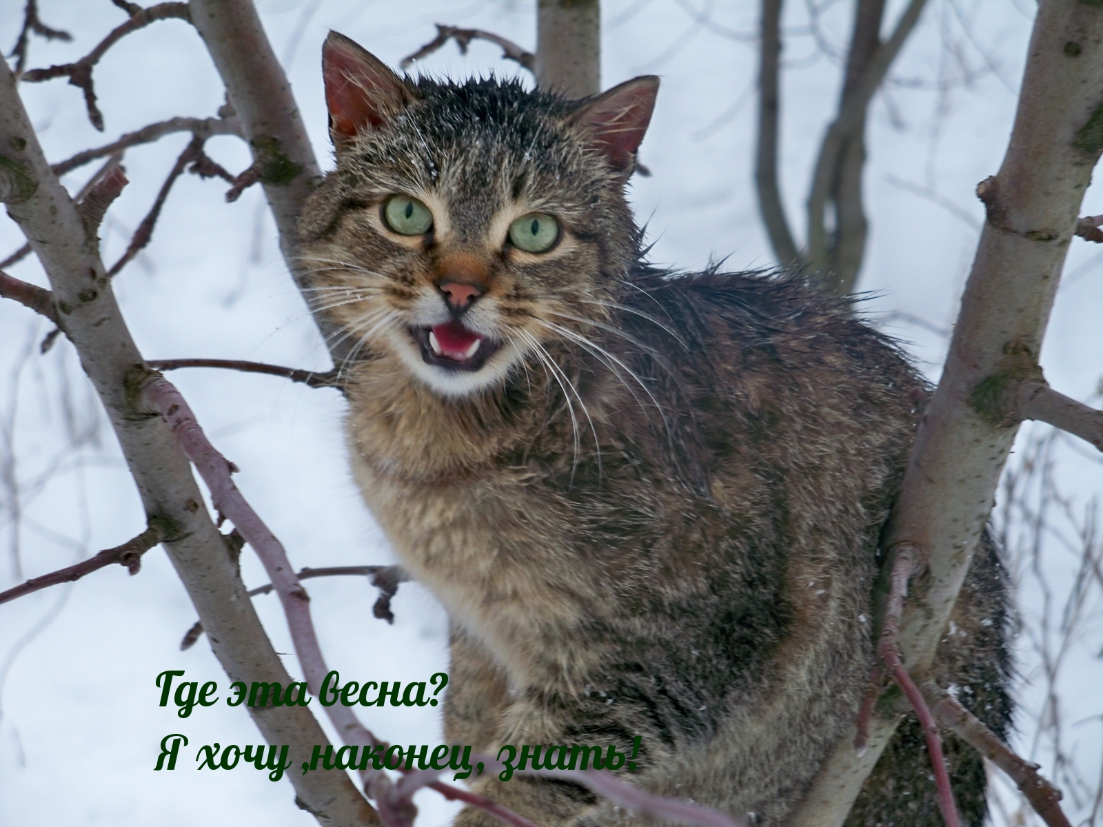 Картинка с надписью: Где эта весна? Я хочу ,наконец, знать!