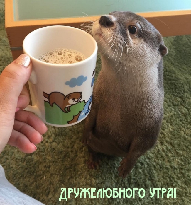 Дружелюбного утра!.