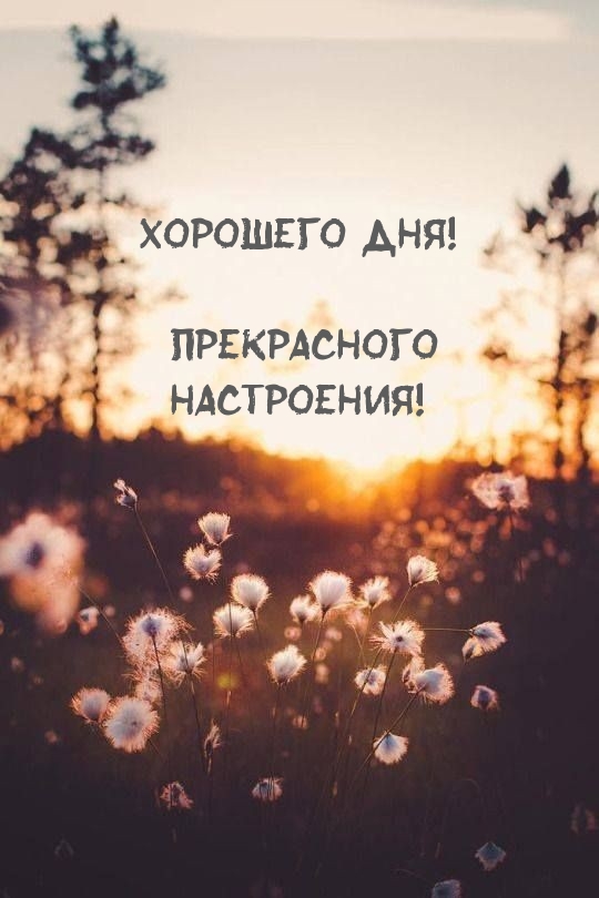 Хорошего дня! Прекрасного настроения!.