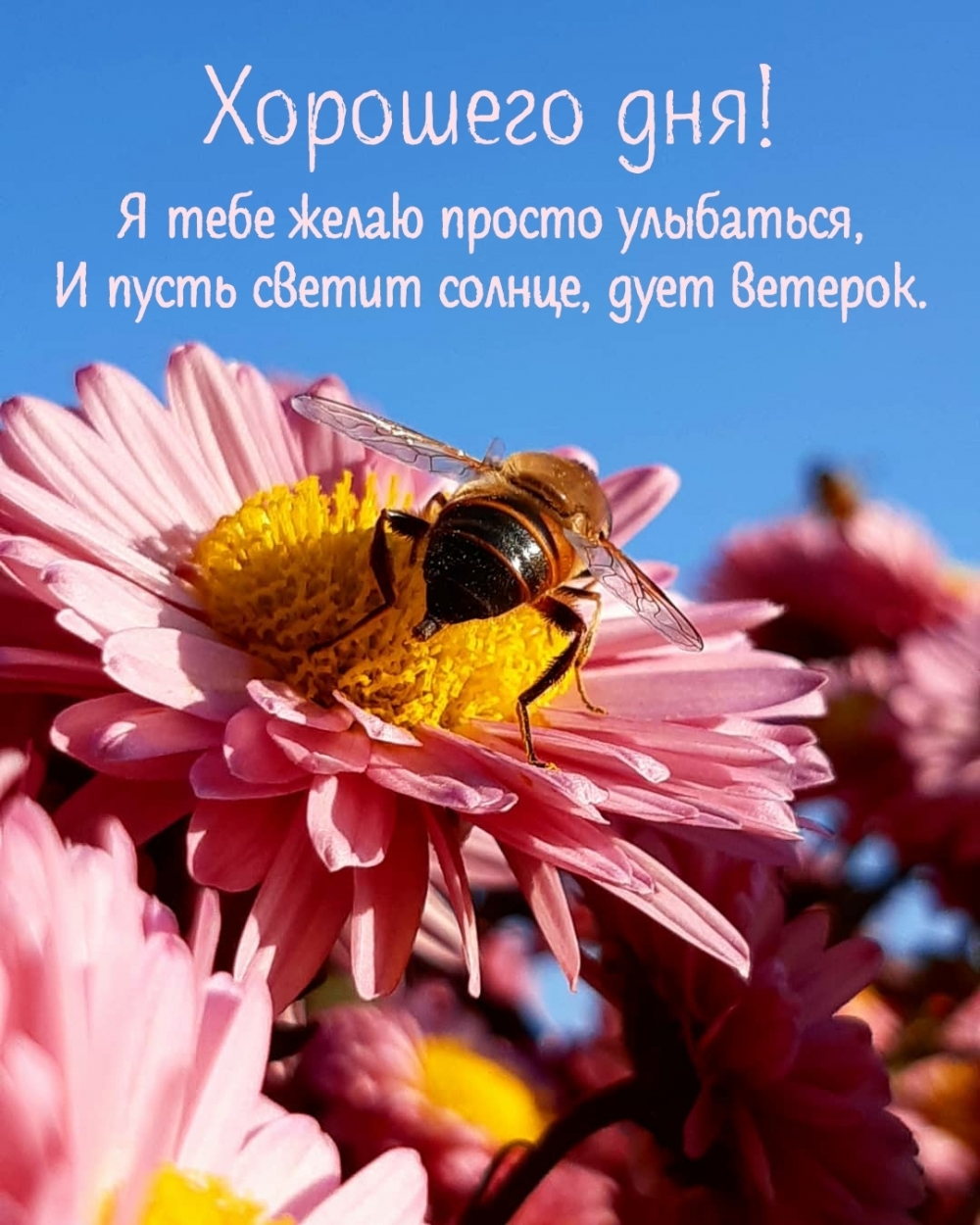 Картинка с надписью: Хорошего дня! Я тебе желаю просто улыбаться