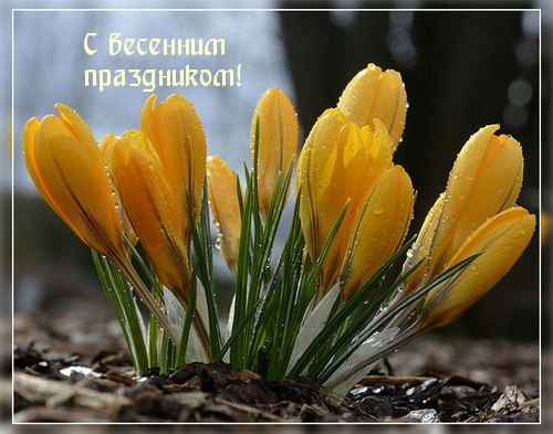 С весенним праздником!.