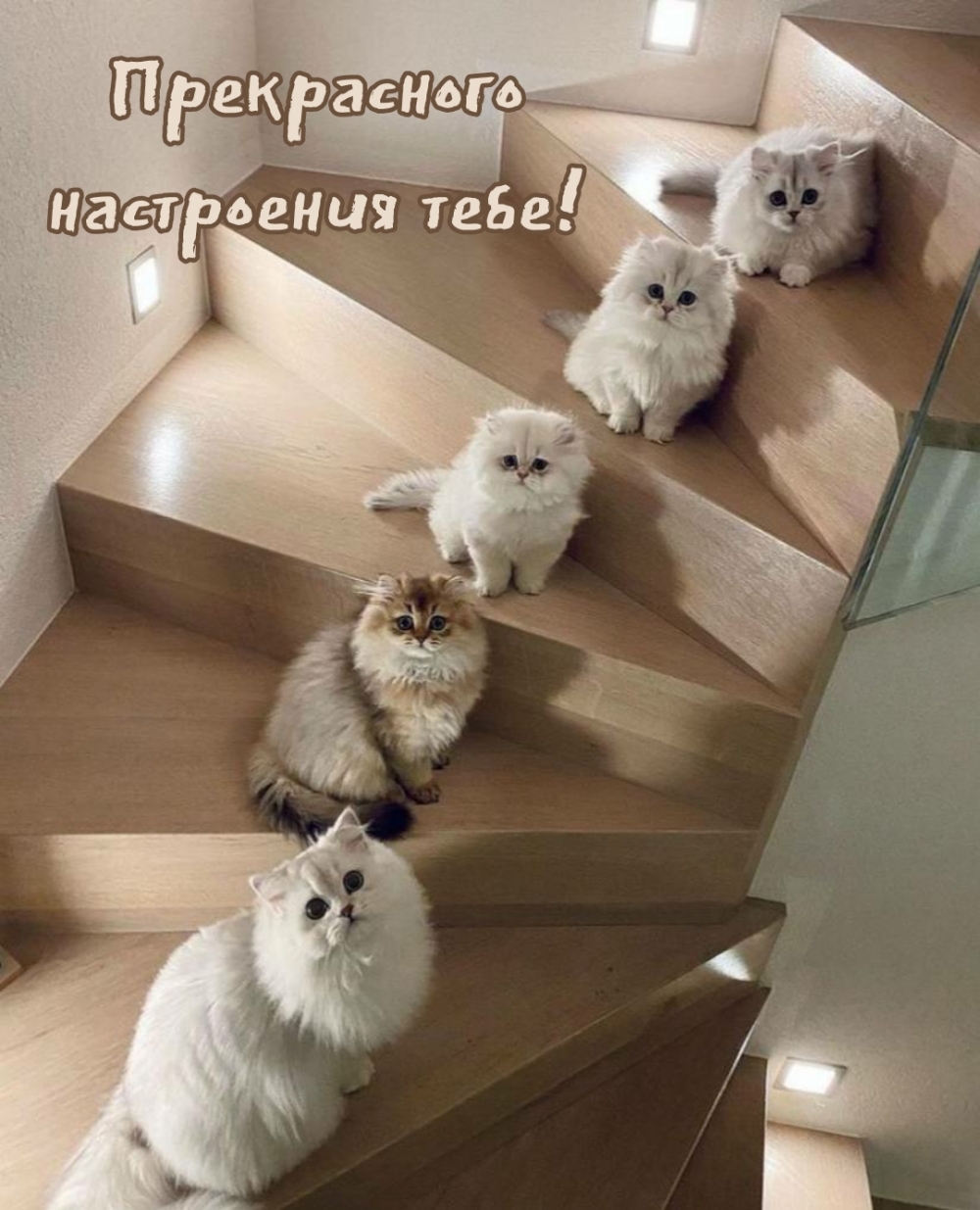 Картинка с надписью: Прекрасного настроения тебе!