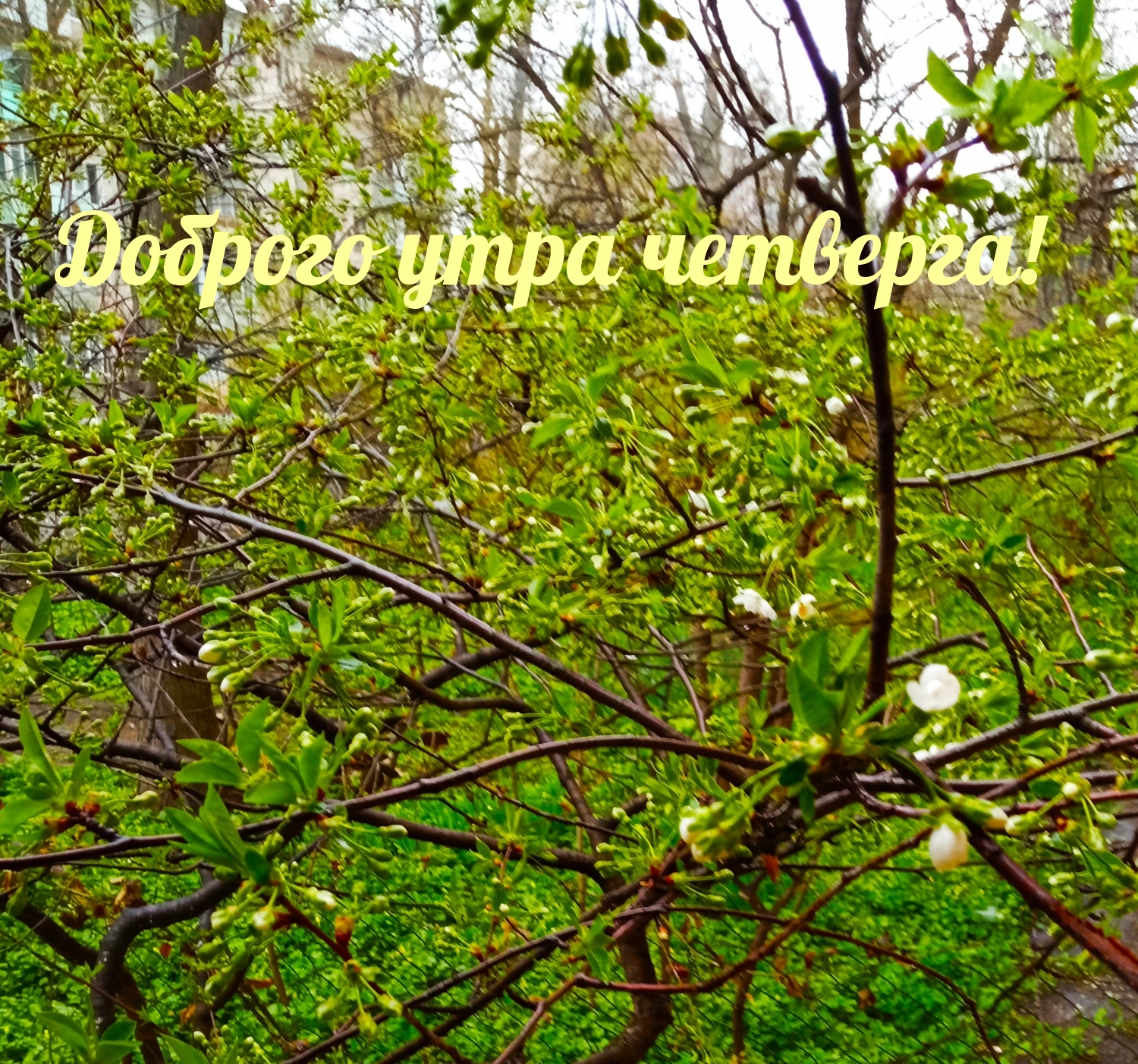 Доброго утра четверга!