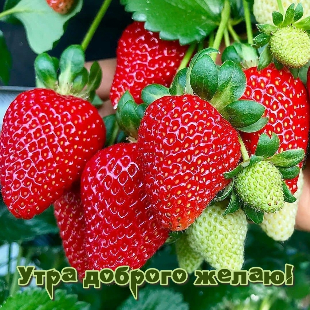 Утра доброго желаю!