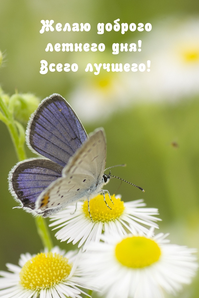 Желаю доброго летнего дня! Всего лучшего!.