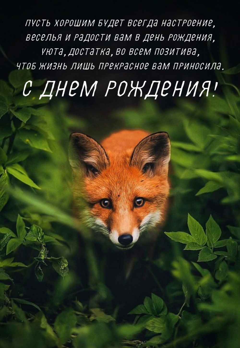 Fox ответы. Ареал лисицы обыкновенной. Рыжая лиса ареал. «Лиса в лесу». Лиса Эстетика.