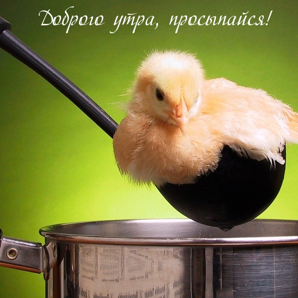 Доброго утра, просыпайся!.