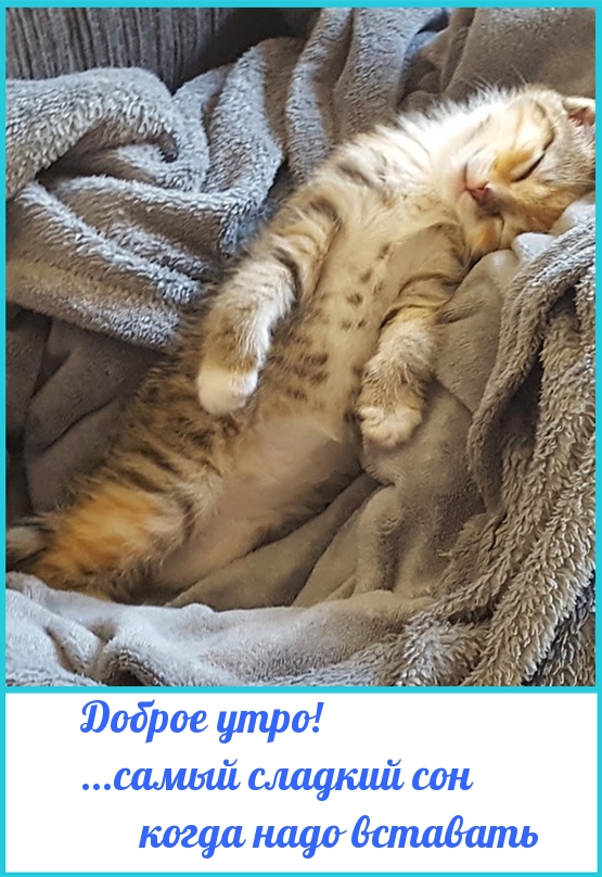 Картинки с надписями Доброе утро! ...самый сладкий сон когда надо вставать