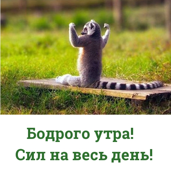 Картинки с надписями Бодрого утра! Сил на весь день!
