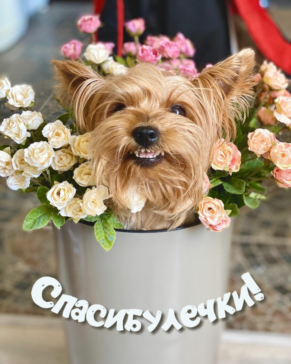 Спасибулечки!