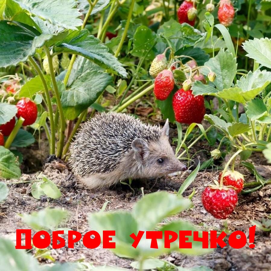 Доброе утречко!
