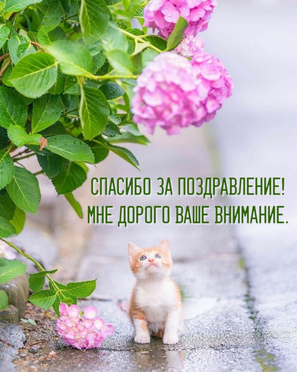 imagetext_ru_30394.jpg