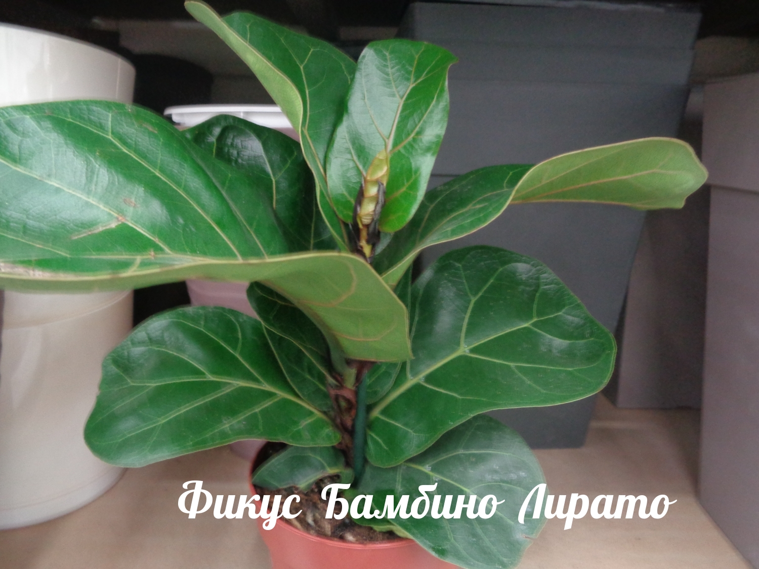 Фикус Бамбино Лирато