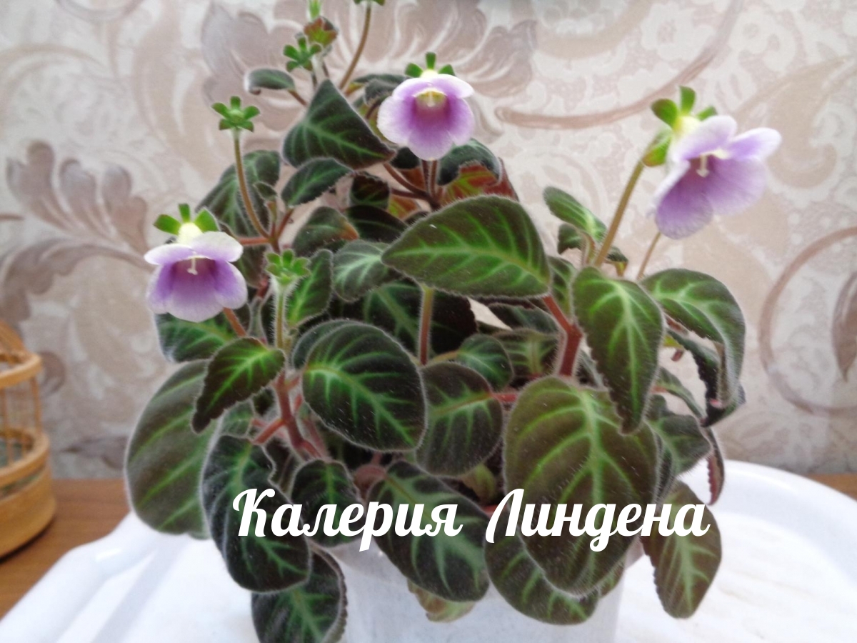 Колерия Линдена фото