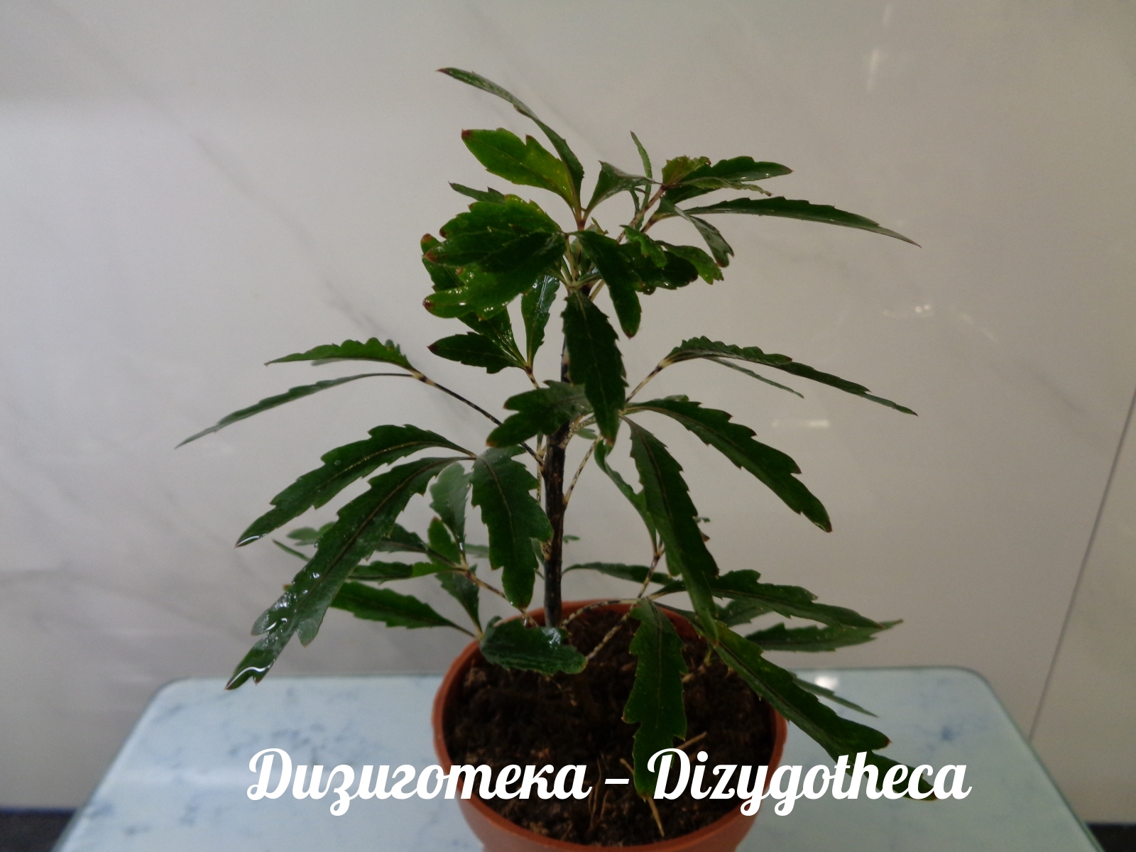   Dizygotheca